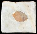 Paleocene Fossil Leaf - Montana #56204-1